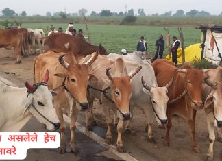 जाबाच अधिकाऱ्यांच्या जिगरबाज कारवाईमुळे वाचले तीस मुक्या जनावरांचे प्राण.