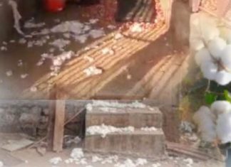 बापरे…शेतीतून 25 क्विंटल कापसाची चोरी, शेती व्यवसाय धोक्यात.