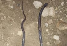 14 महिन्याच्या छकुलीचा सर्पदंशाने मृत्यू.