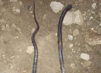 14 महिन्याच्या छकुलीचा सर्पदंशाने मृत्यू.