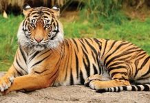 चक्क शाळेत आले वाघोबा…..