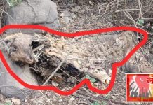 खळबळजनक बातमी…..कुजलेल्या अवस्थेत आढळला वाघाचा मृतदेह.