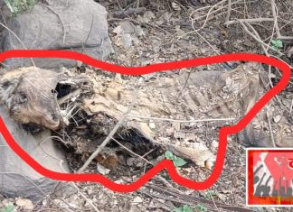 खळबळजनक बातमी…..कुजलेल्या अवस्थेत आढळला वाघाचा मृतदेह.