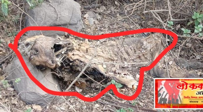 खळबळजनक बातमी…..कुजलेल्या अवस्थेत आढळला वाघाचा मृतदेह.