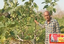 झरी जामणी तालुक्यातील माळरानात फुलली अंजीरची फळबाग.