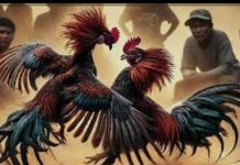 मारेगाव पोलीस ठाणे अंतर्गत येणाऱ्या परिसरात कायदा सुव्यवस्थेचा प्रश्न ऐरणीवर.