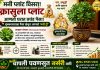 मनी प्लांट विसरा! ‘क्रासुला प्लांट’ ठरतोय धन आकर्षित करणारा खास पौधा.