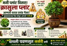 मनी प्लांट विसरा! ‘क्रासुला प्लांट’ ठरतोय धन आकर्षित करणारा खास पौधा.