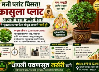 मनी प्लांट विसरा! ‘क्रासुला प्लांट’ ठरतोय धन आकर्षित करणारा खास पौधा.