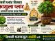 मनी प्लांट विसरा! ‘क्रासुला प्लांट’ ठरतोय धन आकर्षित करणारा खास पौधा.