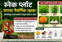 स्नेक प्लांट ठरतोय घराचा नैसर्गिक रक्षक…