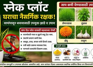 स्नेक प्लांट ठरतोय घराचा नैसर्गिक रक्षक…