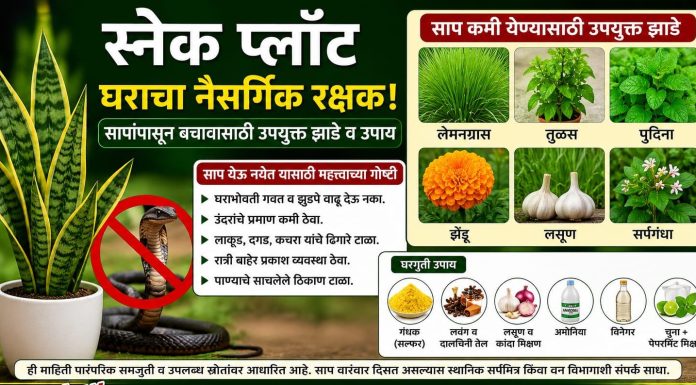 स्नेक प्लांट ठरतोय घराचा नैसर्गिक रक्षक…