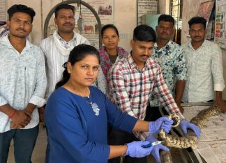 उष्माघात झालेल्या अजगरावर वणी येथे यशस्वी उपचार.